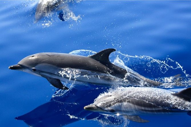 Lobos Island - the Dolphin Route - Exploring Lobos Island