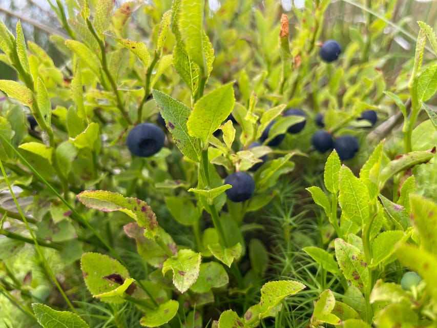 Loch Lomond: Guided Wild Food Forage & Feast - Experience Highlights