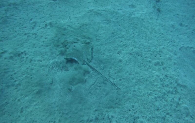 Los Cristianos: Basic Diver Course - Prerequisite Experience