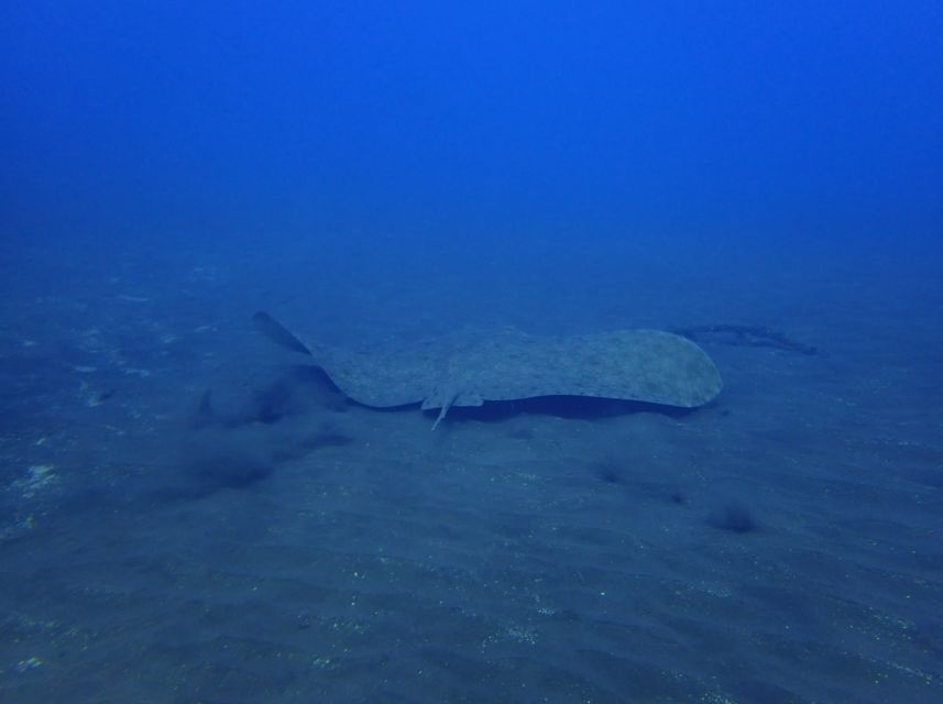 Los Cristianos: Try Dive for Beginners - Pricing and Booking