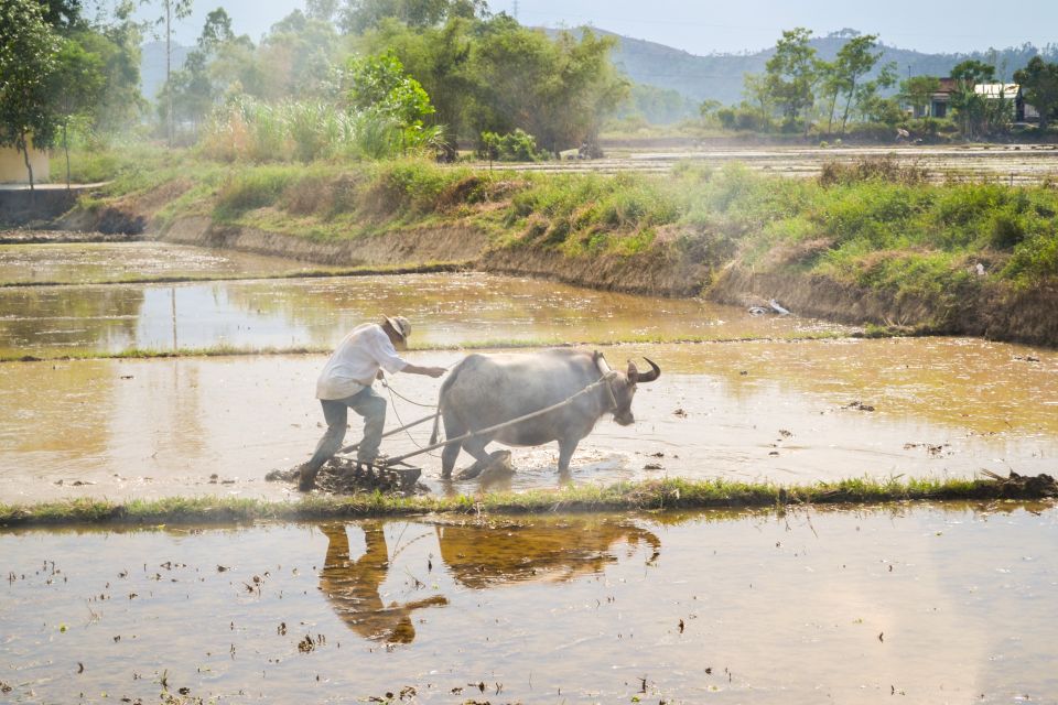 Lost Civilization - My Son Temples Bike Tour in Hoi An - Highlights of the My Son Temples