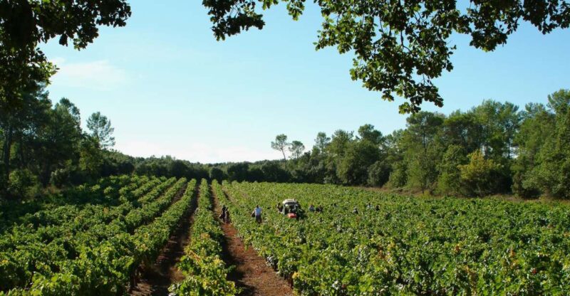 Luberon: Full-Day Wine Tour From Marseille - Experience Highlights