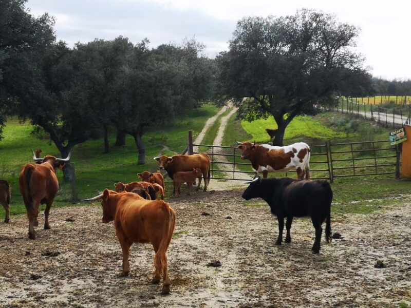 Madrid: Half-Day Bull Breeding Farm Tour - Itinerary