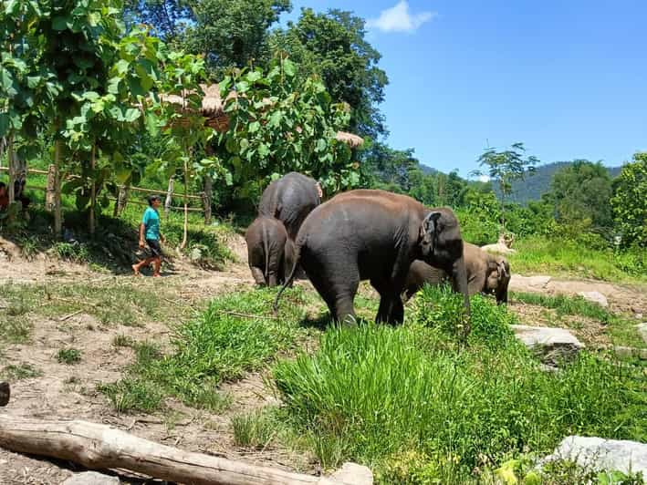 Maewang, Chiangmai: Elephant Jungle Park Day Tour - Experience Highlights