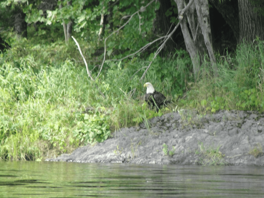 Maine: Charter Bowliner Boat Rides on the Penobscot River - Wildlife Encounters