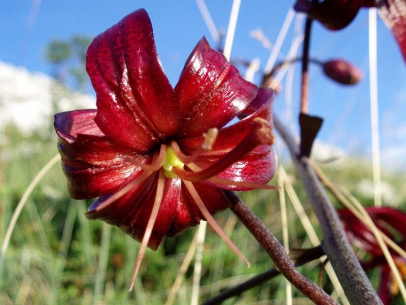 Makarska Rivijera: Half-Day Hiking Tour in Nature Park - Itinerary Details