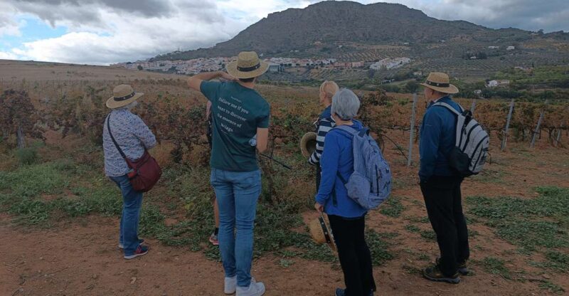 Malaga Small Group Tour With Wine Tasting & White Village - Itinerary and Highlights
