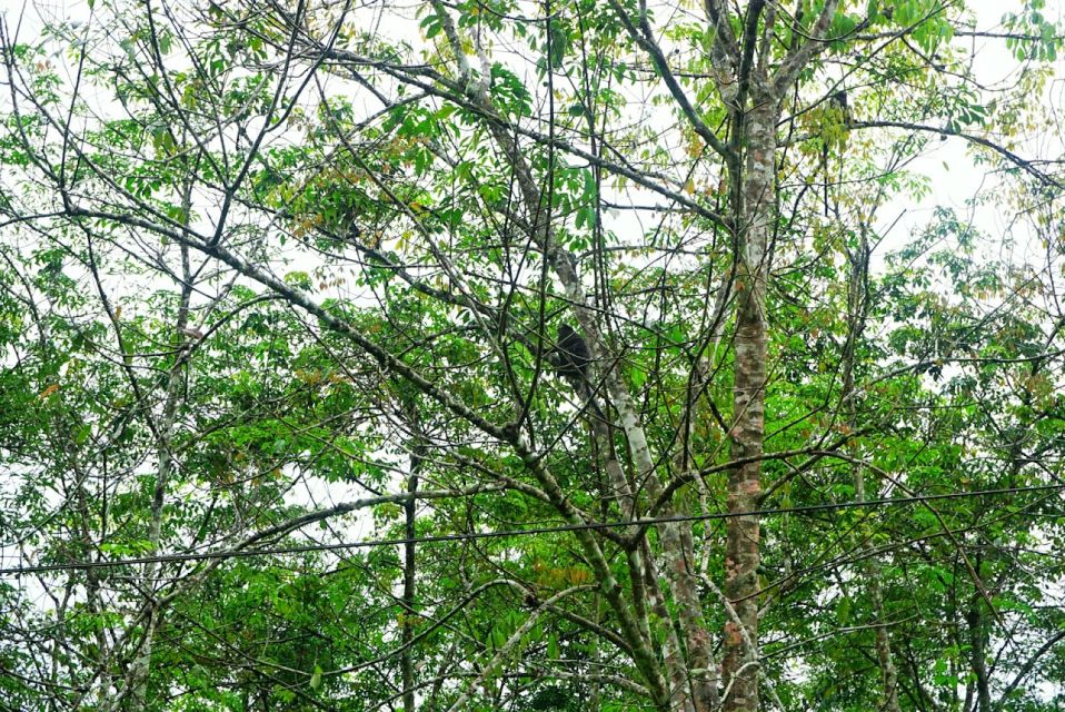 Malaysia: Gunung Panti Forest Reserve Guided Nature Tour - Highlights of the Experience