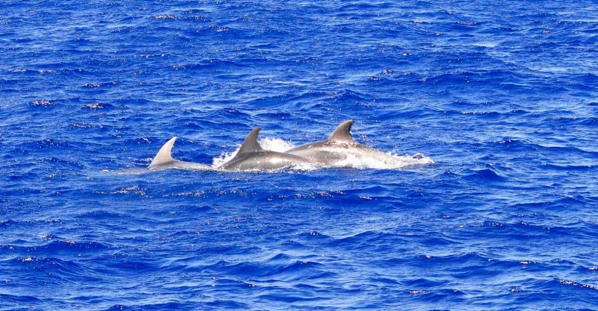 Mallorca: 3-Hour Afternoon Dolphin Watching Boat Tour - Experience Highlights