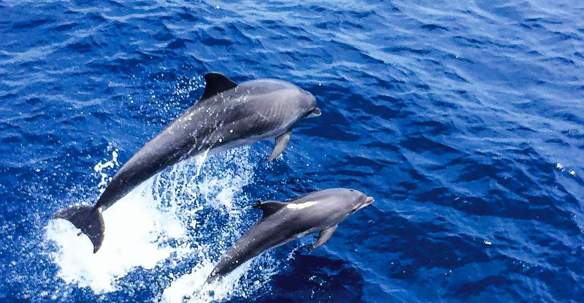 Mallorca: Dolphin Watching Cruise - Experience Highlights