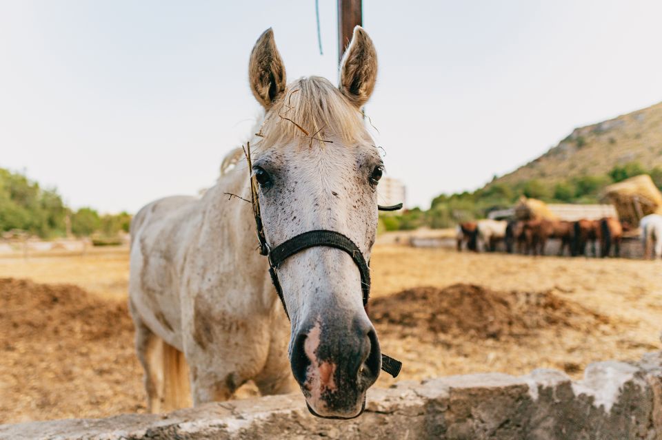 Mallorca: Horseback Riding Experience With Food Options - Booking and Payment