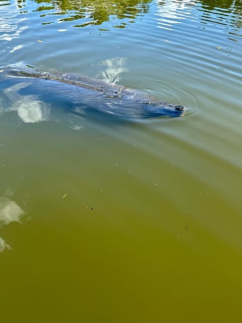 Manatee and Nature Tour of Ormond Beach - Tour Highlights