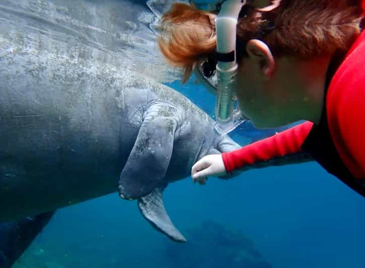 Manatee Snorkel Tour From American Pro Diving Center - Experience Highlights