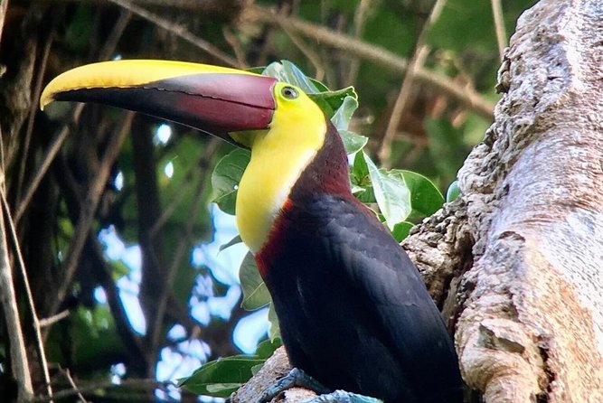 Manuel Antonio National Park Afternoon Wildlife Experience - Exploring the Wildlife