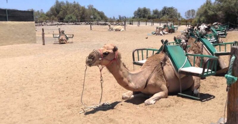 Maspalomas: E-Scooter Chopper 2 Seat Optional Camel Tour - Explore Gran Canarias Natural Beauty