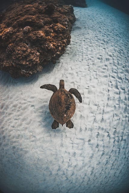 Maui: Alii Kai Turtles & Tacos Snorkel Sail - Snorkeling With Turtles