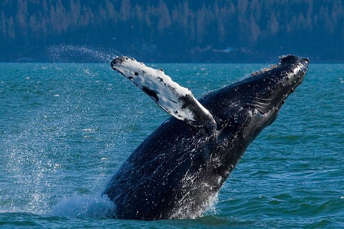 Meares Glacier Cruise Excursion From Valdez - Onboard Amenities