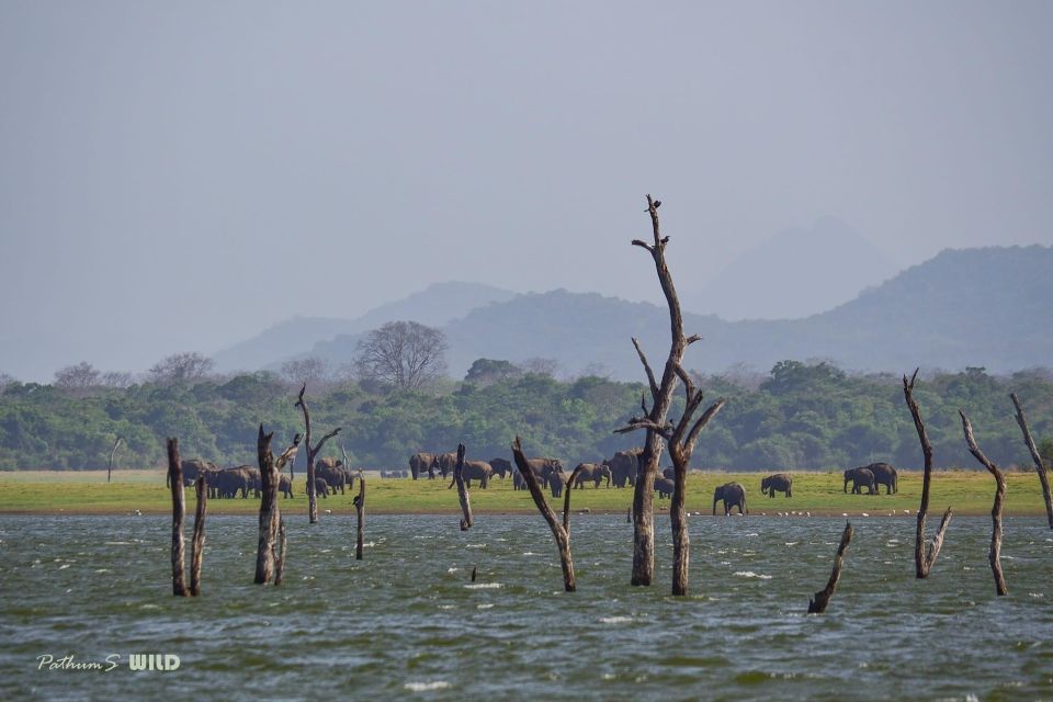 Minneriya Elephant Gathering Safari - Wildlife Experience