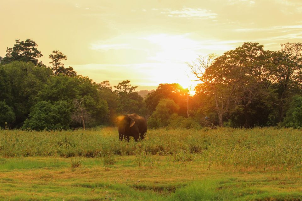 Minneriya: Minneriya National Park Private Safari - Wildlife Experience