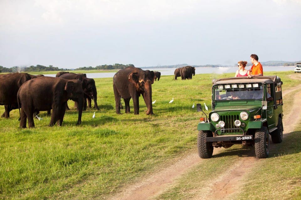 Minneriya:Jeep Safari From Kandy - Wildlife Encounters