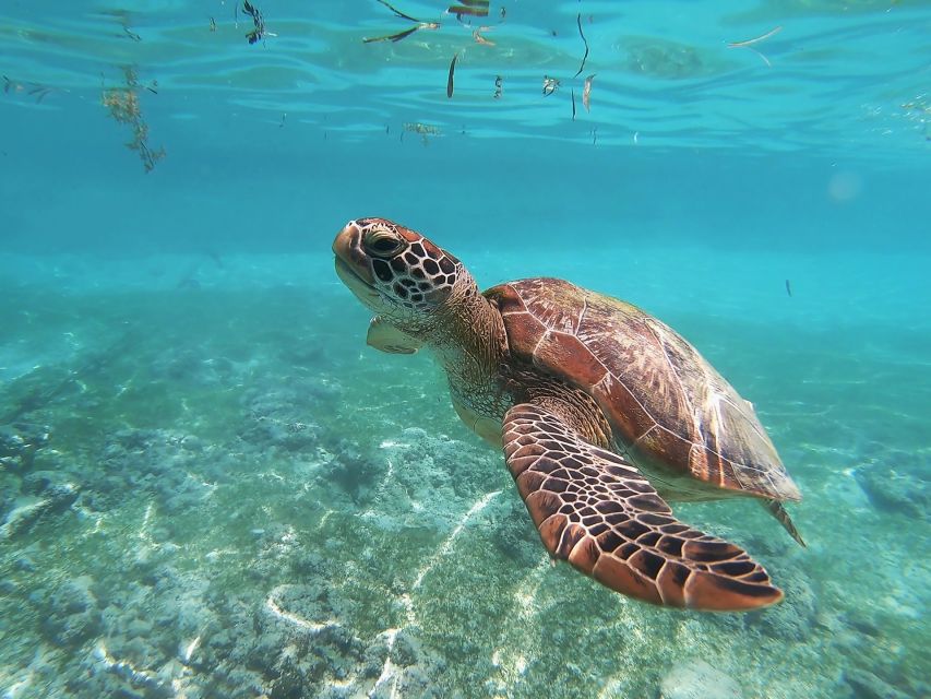 Mirissa: Snorkeling Experience With Turtles - Experience Highlights