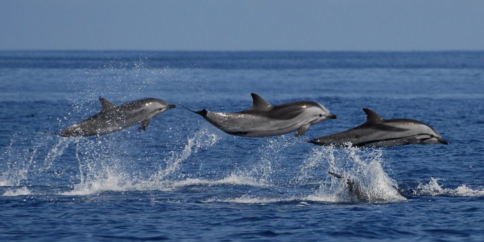 Mirissa: Whale & Dolphin Sightseeing Cruise - Experience Highlights