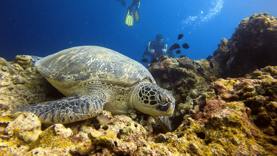 Moalboal : Scuba Diving Sardine Run and Turtle Chasing - Inclusions