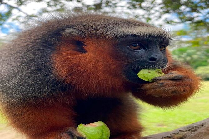 Monkey Island, Amazon River, Amazonian Sunset - Pickup Information