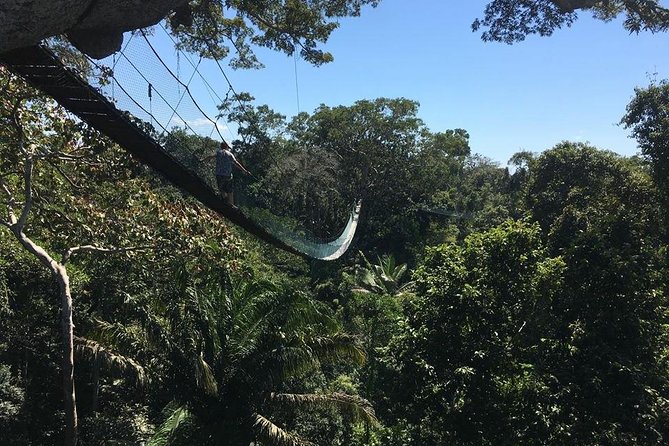 Monkey Island and Canopy Bridge - Navigating the Canopy Bridge