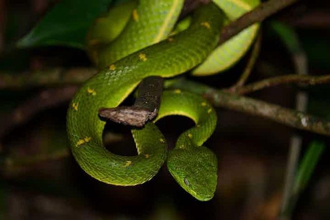 Monteverde Cloud Forest Guided Night Walk - Tour Duration and Focus