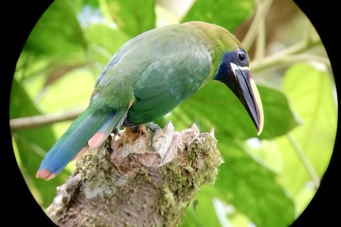 Monteverde Cloud Forest Tour With a Certified Tour Guide - Professional Guide