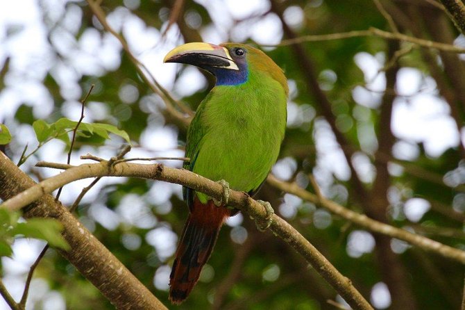 Monteverde Reserve Birding Tour With Esteban Daily Guided Tours - Included Experiences