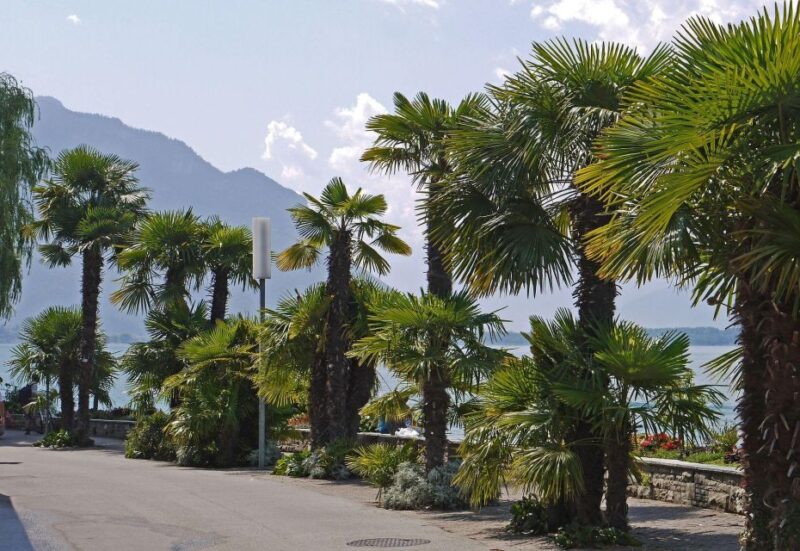 Montreux Private Walking Tour - Experience Highlights