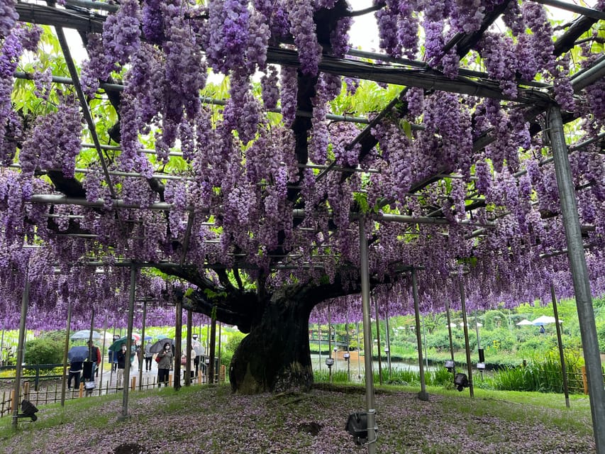 Most Beautiful Great Wisteria in the World - Tour Options and Details