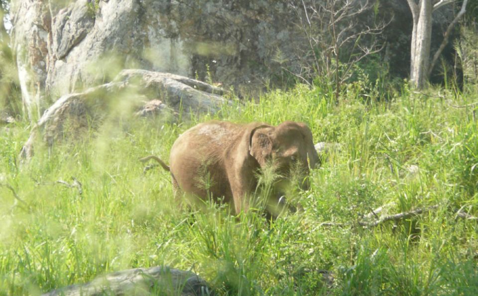 Multi-Day Tour: Udawalawe National Park Elephant Safari - Experience Highlights