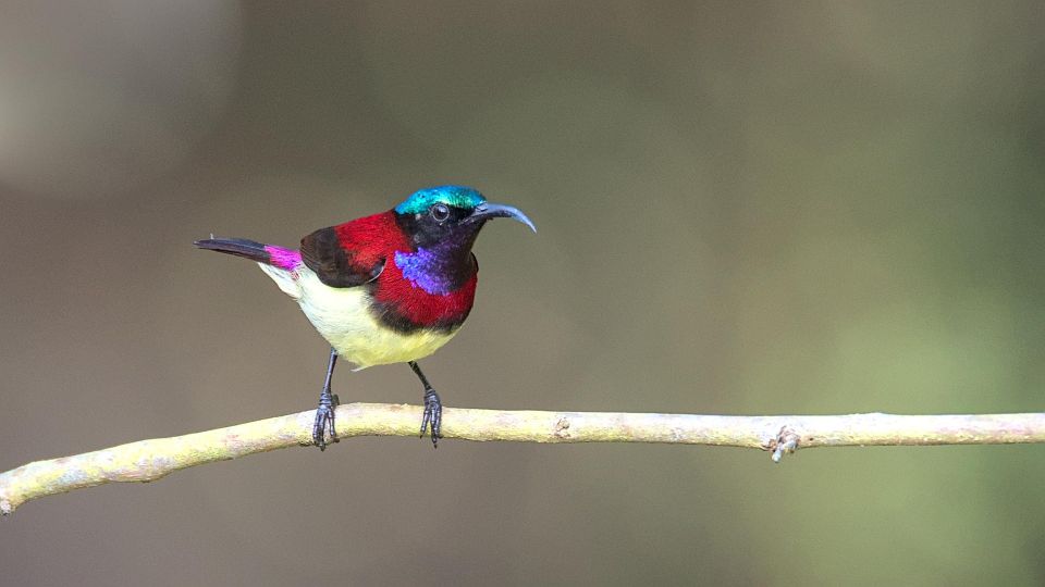 Munnar Birding and Bird Photography Trip - Pricing and Booking Options