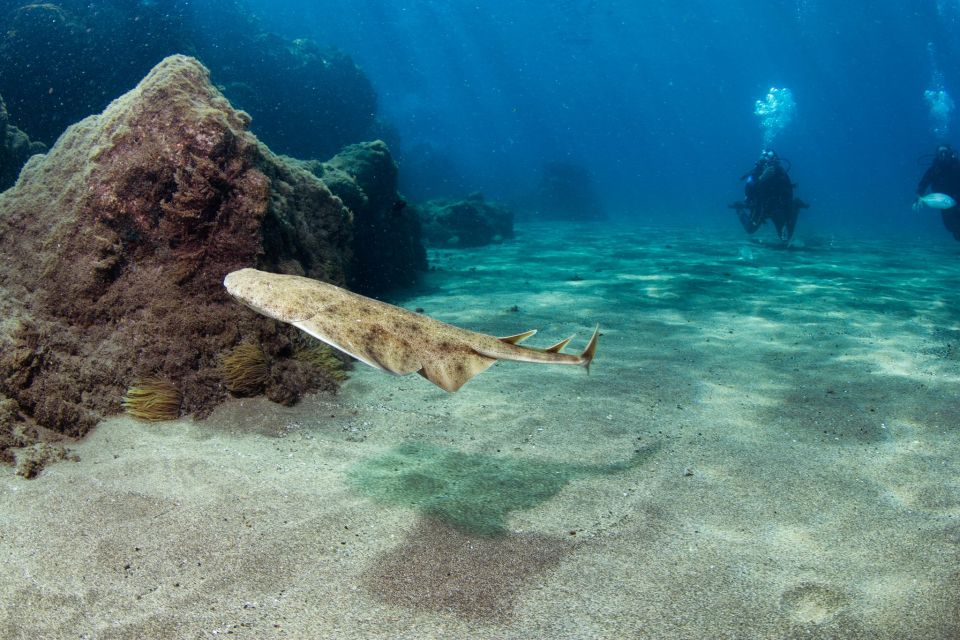 Museo Atlantico: Diving Class for Non-Certified Divers - Diving Experiences