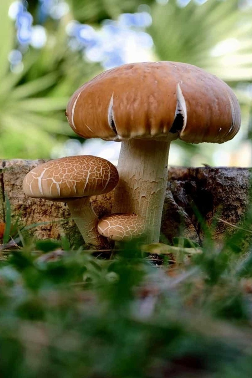 MUSHROOMS - Guided Mushroom Exploration