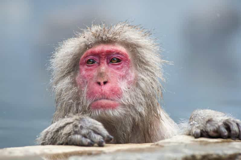 Nagano: Snow Monkeys, Zenkoji Temple & Sake Customized Trip - Itinerary Highlights