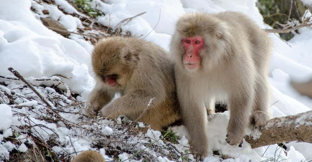 Nagano: Snow Monkeys, Zenkoji Temple & Sake Day Private Tour - Itinerary Highlights