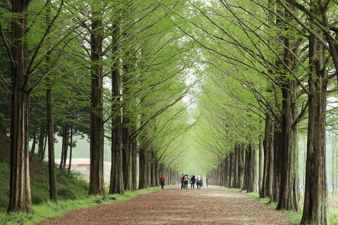 Nami Island & Petite France With Italian Village One-Day Tour - Nami Island Experience