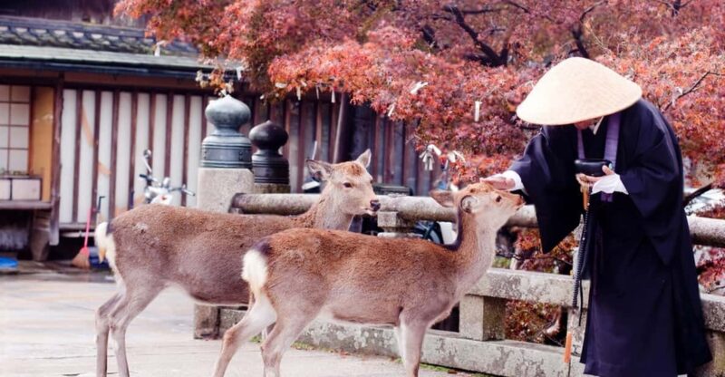 Nara Private Tour With English-Speaking Driver - Experience and Features