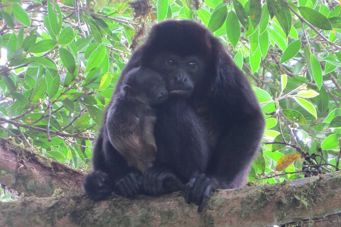 Natural History Walking Tour in Monteverde Cloud Forest Reserve - Highlights of the Experience