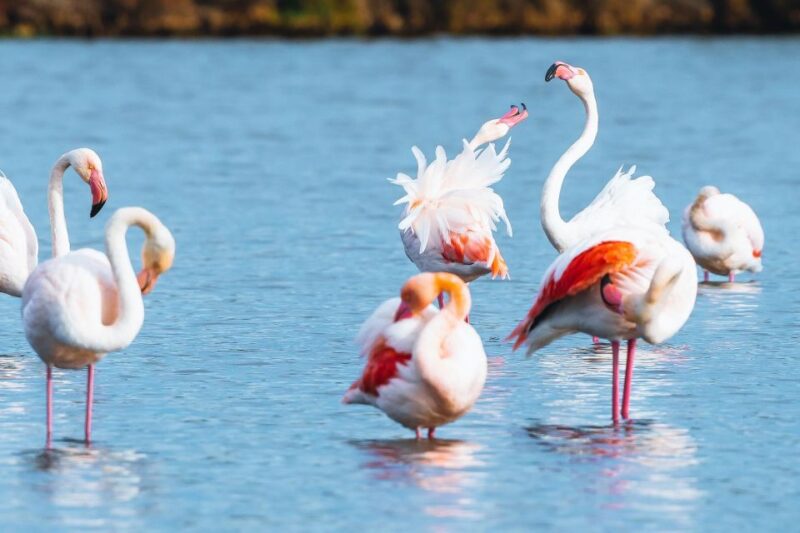 Natural Park of Albufera Des Grau: Hiking & Bird Watching - Experience and Itinerary