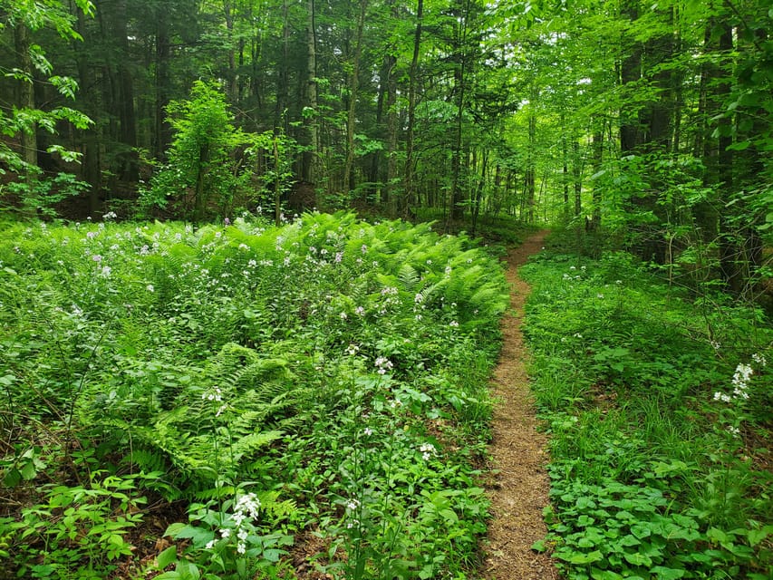 Nature Immersion at a Forest Sanctuary With Private Guide - Sensory Engagement in Nature