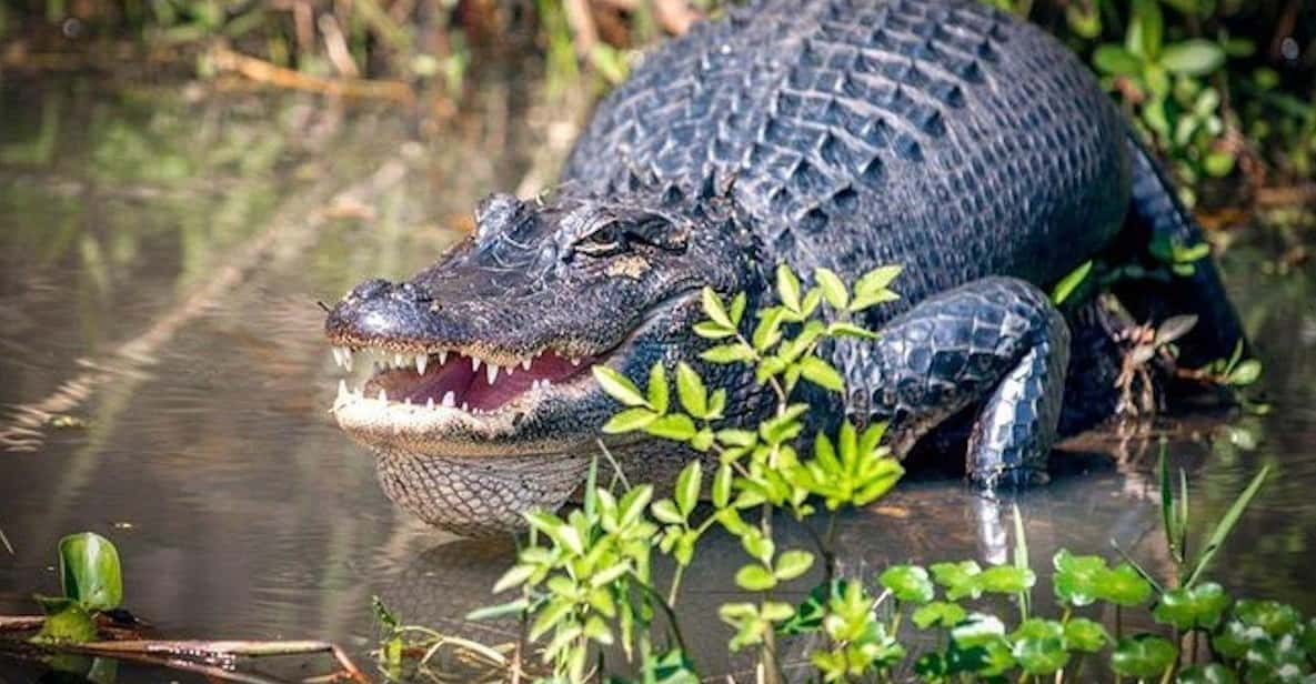 New Orleans: Honey Island Swamp and Bayou Boat Tour - Wildlife Experience