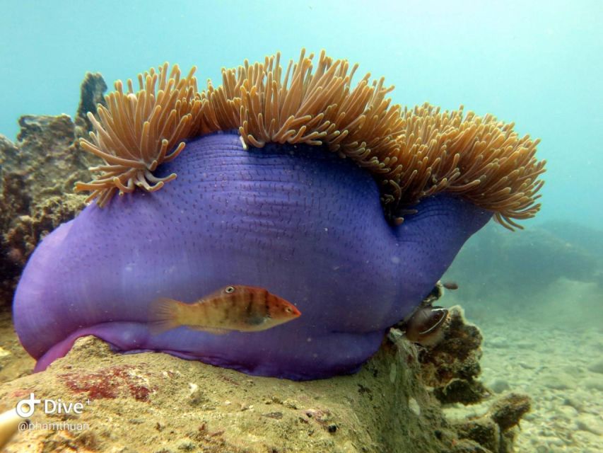 Nha Trang: Snorkeling Tour at Mun Island Marine Park - Detailed Itinerary