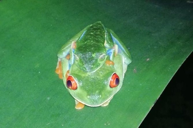 Night Tour La Fortuna - Group Size and Rating