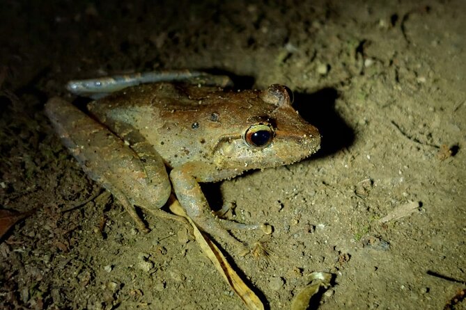 Night Walking Tour in Monteverde Wildlife Refuge - Guide Expertise