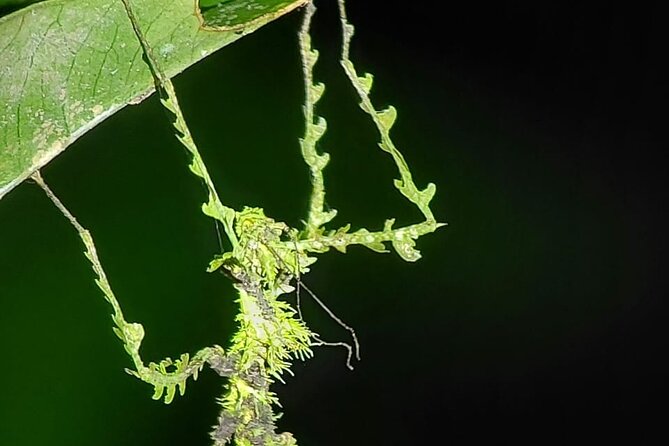 Night Walking Tour in Monteverde Wildlife Refuge - Guide Expertise